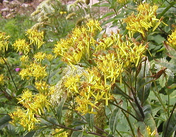 Senecio ovatus (=Senecio fuchsii)
